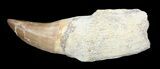 Rooted Mosasaur (Eremiasaurus) Tooth #43154-1